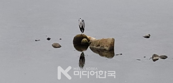 사진 설명 : 아침이 오는 섬진강에서 오늘도 살아야 할 하루를 생각하고 있는 물새 한 마리의 모습이다
